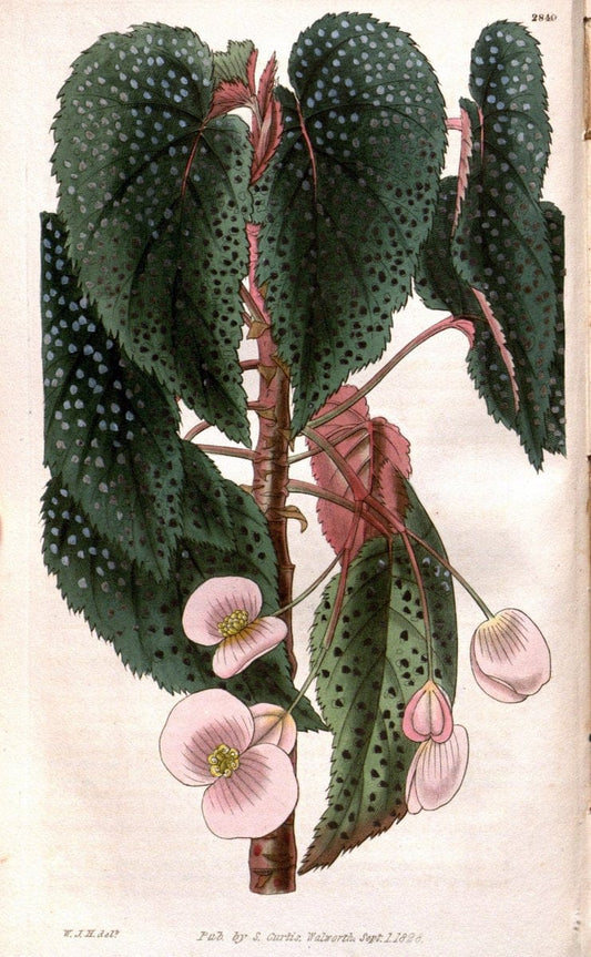 Curtis's botanical magazine. London ; New York [etc.] :Academic Press [etc.]. | "Botanical illustration" Botany Periodicals "Pictorial works" "Plants, Ornamental"  | Vintage Print Reproduction 457410