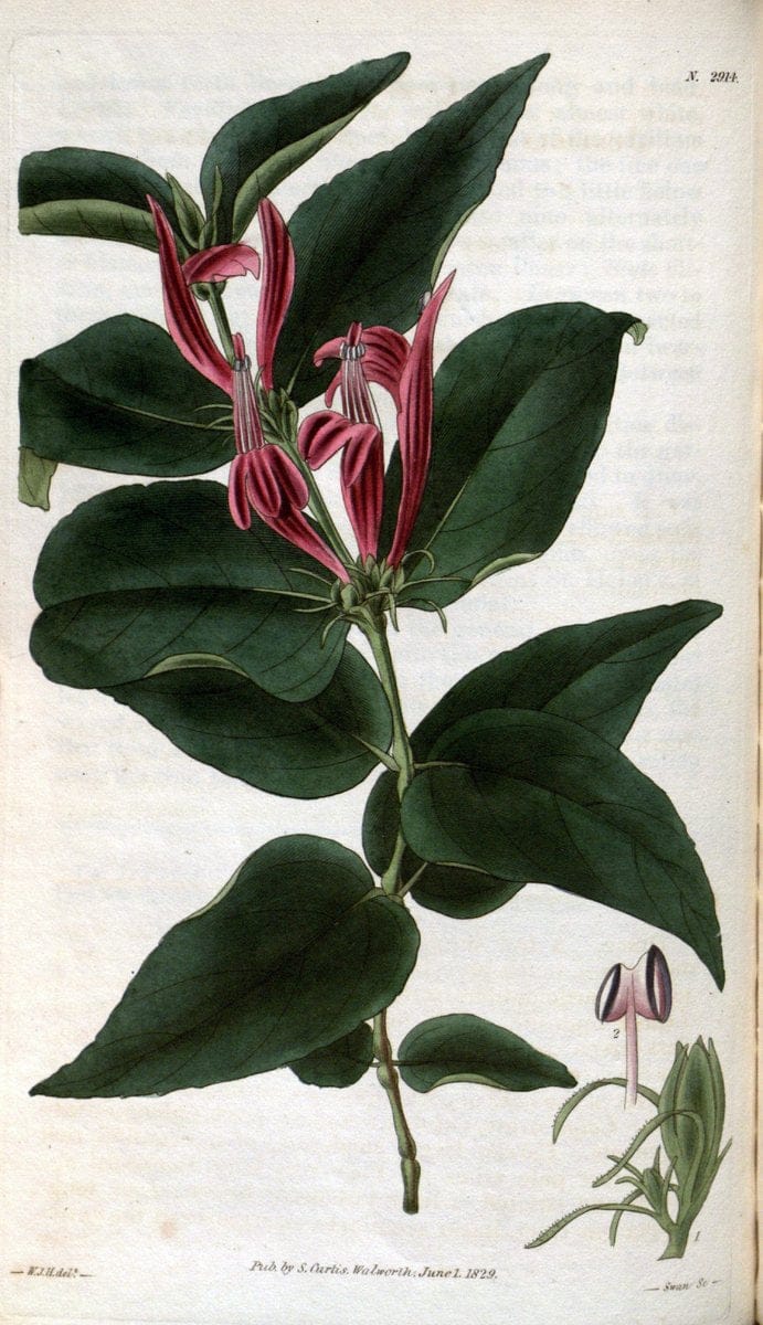 Curtis's botanical magazine. London ; New York [etc.] :Academic Press [etc.]. | "Botanical illustration" Botany Periodicals "Pictorial works" "Plants, Ornamental"  | Vintage Print Reproduction 457411