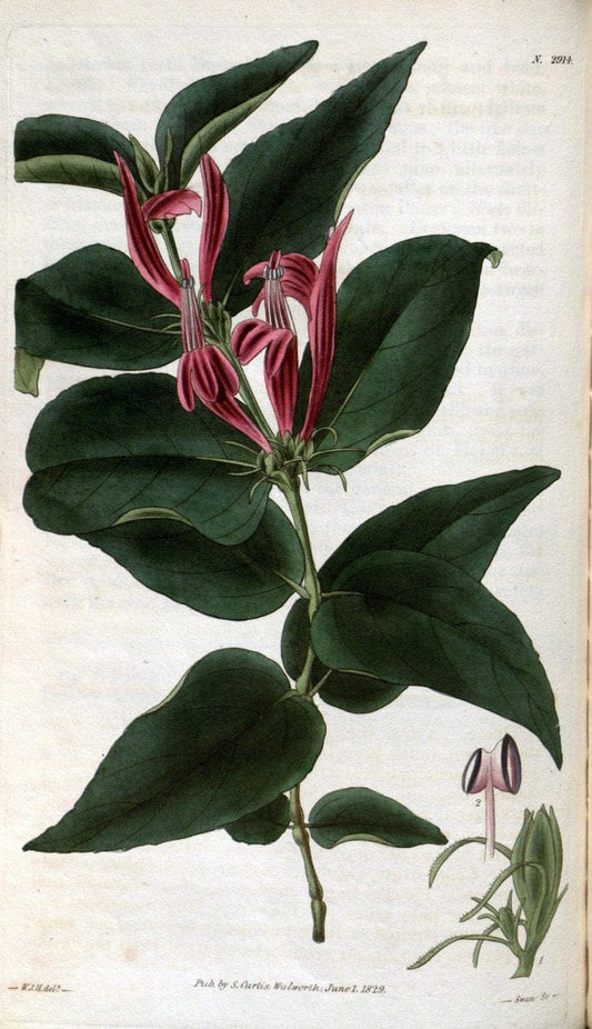 Curtis's botanical magazine. London ; New York [etc.] :Academic Press [etc.]. | "Botanical illustration" Botany Periodicals "Pictorial works" "Plants, Ornamental"  | Vintage Print Reproduction 457411