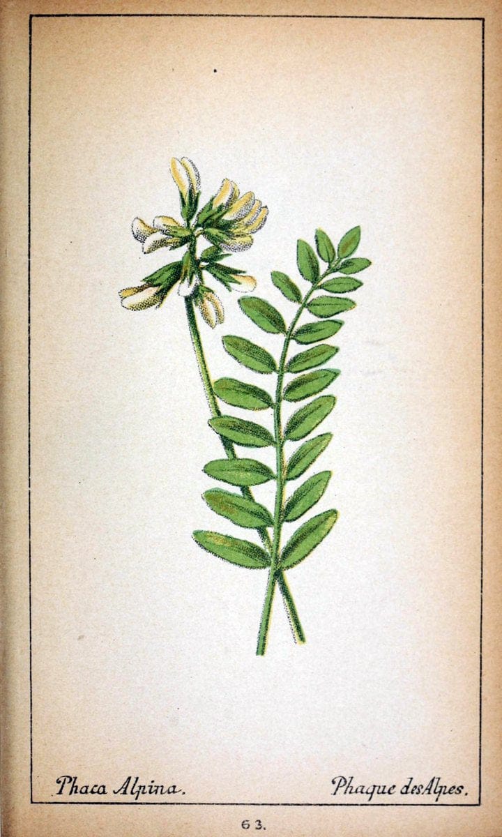 Choix de plantes de l'Europe centrale et particuliÃ¨rement de la Suisse et de la SavoieGe | Europe Central "Pictorial works" Plants "Savoy (France and Italy)" Switzerland  | Vintage Reproduction 457412