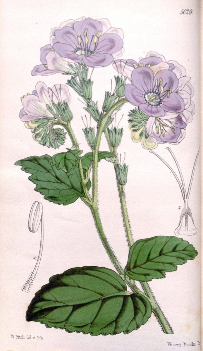 Curtis's botanical magazine. London ; New York [etc.] :Academic Press [etc.]. | "Botanical illustration" Botany Periodicals "Pictorial works" "Plants, Ornamental"  | Vintage Print Reproduction 457413