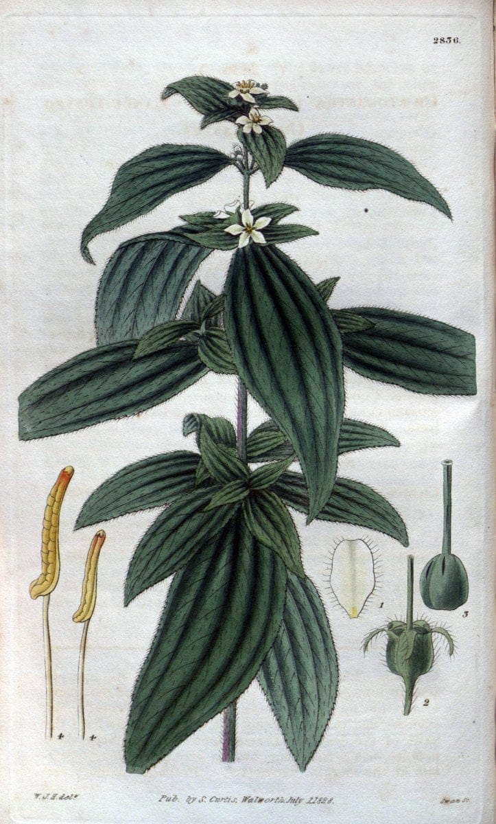 Curtis's botanical magazine. London ; New York [etc.] :Academic Press [etc.]. | "Botanical illustration" Botany Periodicals "Pictorial works" "Plants, Ornamental"  | Vintage Print Reproduction 457414