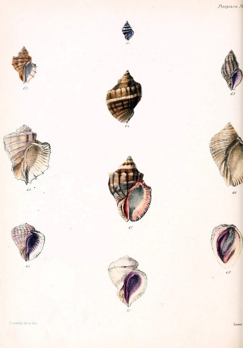 Conchologia iconica, or, Illustrations of the shells of molluscous animals /.London :Reeve, Brothers,1843-1878.. |  | Vintage Print Reproduction 457416