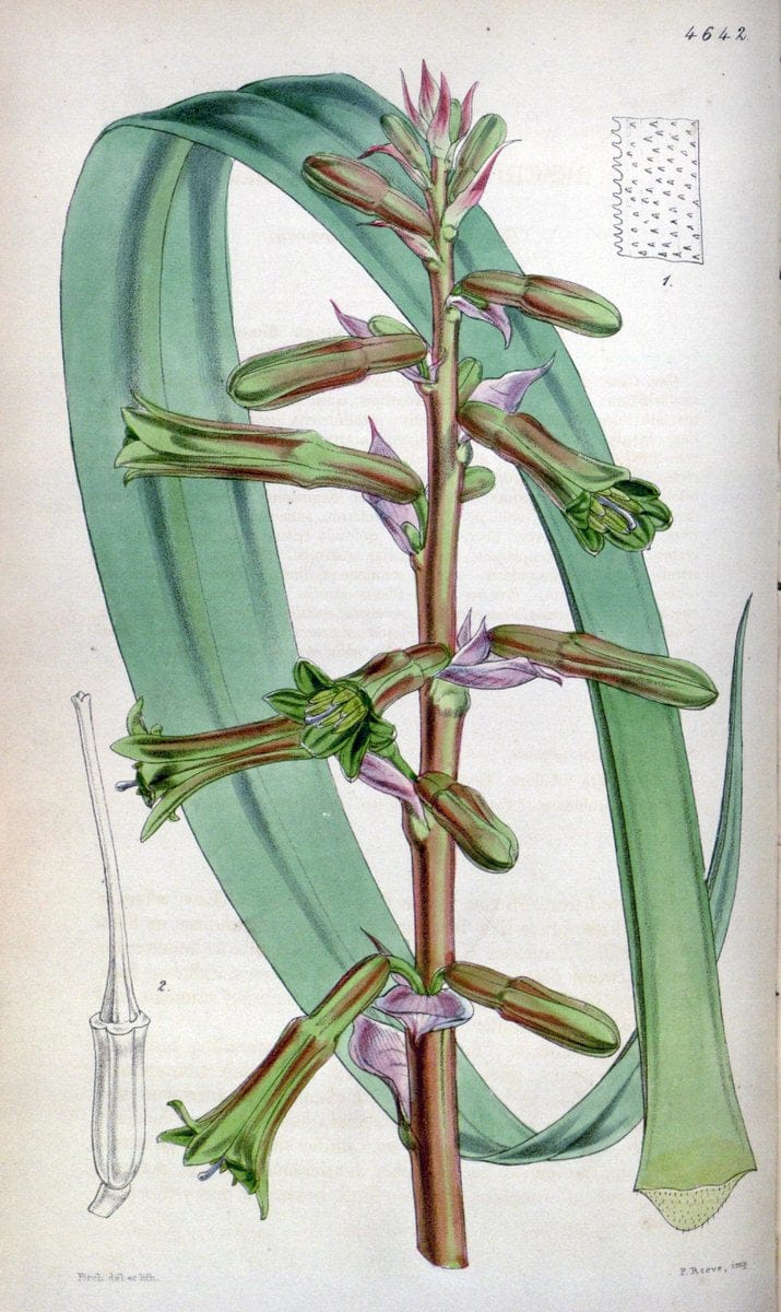 Curtis's botanical magazine. London ; New York [etc.] :Academic Press [etc.]. | "Botanical illustration" Botany Periodicals "Pictorial works" "Plants, Ornamental"  | Vintage Print Reproduction 457417