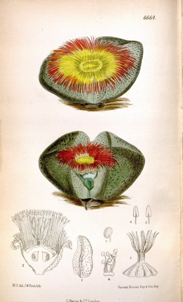 Curtis's botanical magazine. London ; New York [etc.] :Academic Press [etc.]. | "Botanical illustration" Botany Periodicals "Pictorial works" "Plants, Ornamental"  | Vintage Print Reproduction 457418