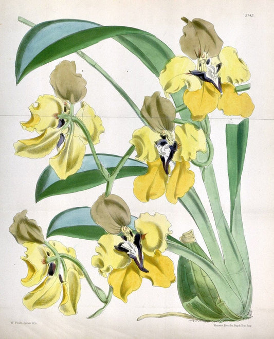 Curtis's botanical magazine. London ; New York [etc.] :Academic Press [etc.]. | "Botanical illustration" Botany Periodicals "Pictorial works" "Plants, Ornamental"  | Vintage Print Reproduction 457419