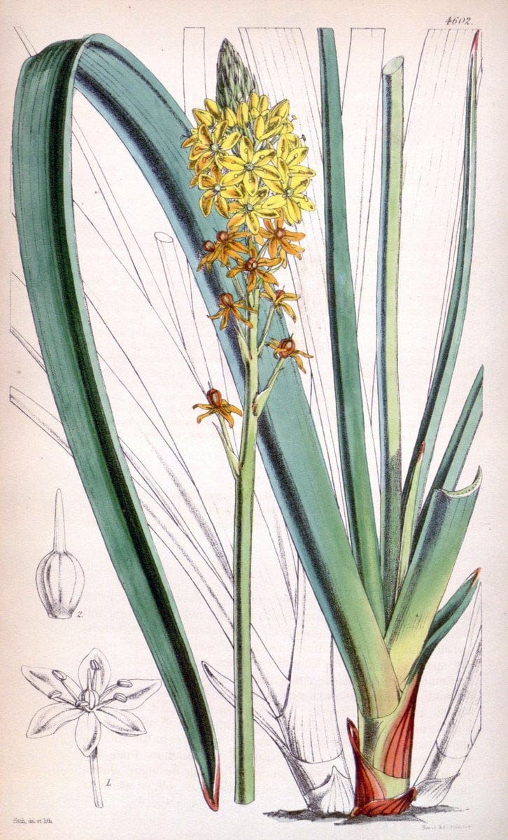 Curtis's botanical magazine. London ; New York [etc.] :Academic Press [etc.]. | "Botanical illustration" Botany Periodicals "Pictorial works" "Plants, Ornamental"  | Vintage Print Reproduction 457420