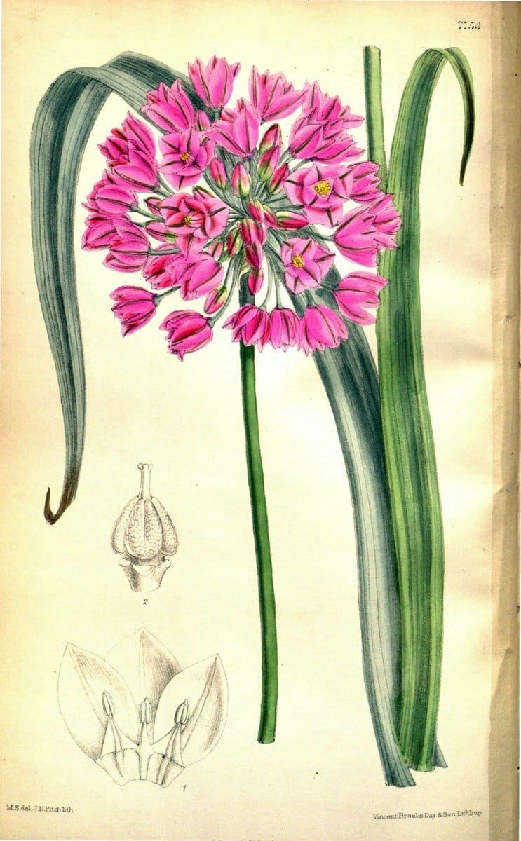 Curtis's botanical magazine. London ; New York [etc.] :Academic Press [etc.]. | "Botanical illustration" Botany Periodicals "Pictorial works" "Plants, Ornamental"  | Vintage Print Reproduction 457421