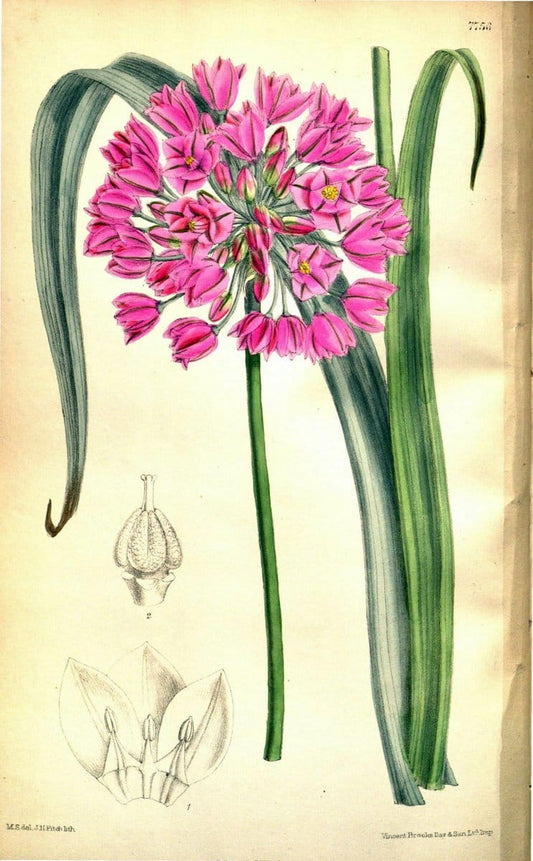 Curtis's botanical magazine. London ; New York [etc.] :Academic Press [etc.]. | "Botanical illustration" Botany Periodicals "Pictorial works" "Plants, Ornamental"  | Vintage Print Reproduction 457421