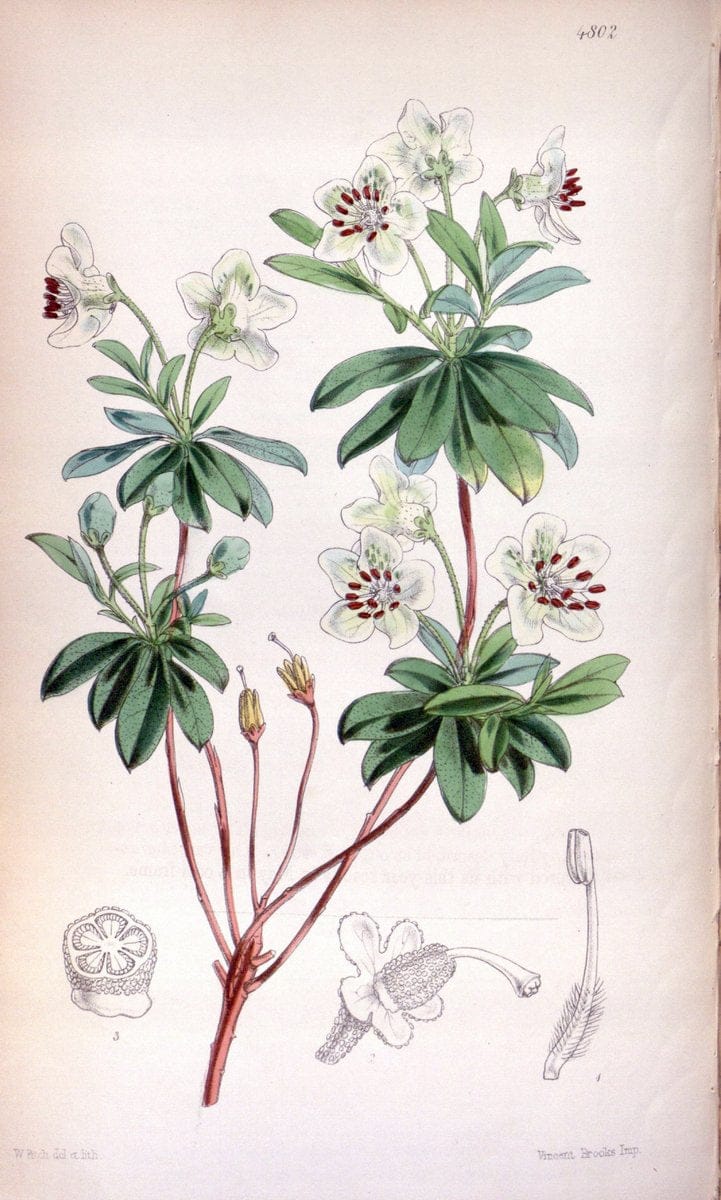 Curtis's botanical magazine. London ;New York [etc.] :Academic Press [etc.]. | Botany Periodicals "Pictorial works"  | Vintage Print Reproduction 457422