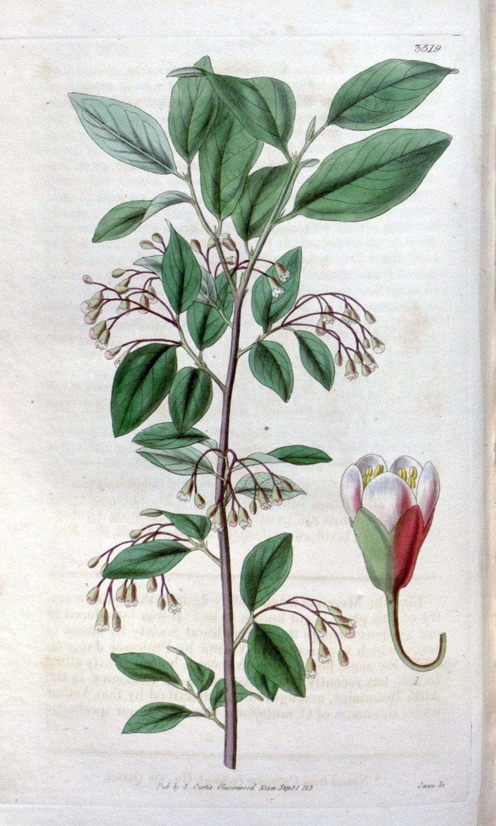 Curtis's botanical magazine. London ;New York [etc.] :Academic Press [etc.]. | Botany Periodicals "Pictorial works"  | Vintage Print Reproduction 457423