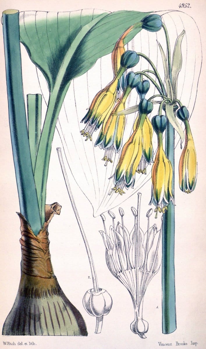 Curtis's botanical magazine. London ;New York [etc.] :Academic Press [etc.]. | Botany Periodicals "Pictorial works"  | Vintage Print Reproduction 457424