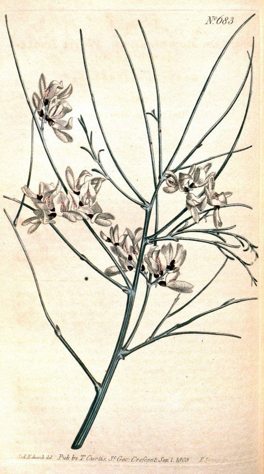 Curtis's botanical magazine. London ;New York [etc.] :Academic Press [etc.]. | Botany Periodicals "Pictorial works"  | Vintage Print Reproduction 457425