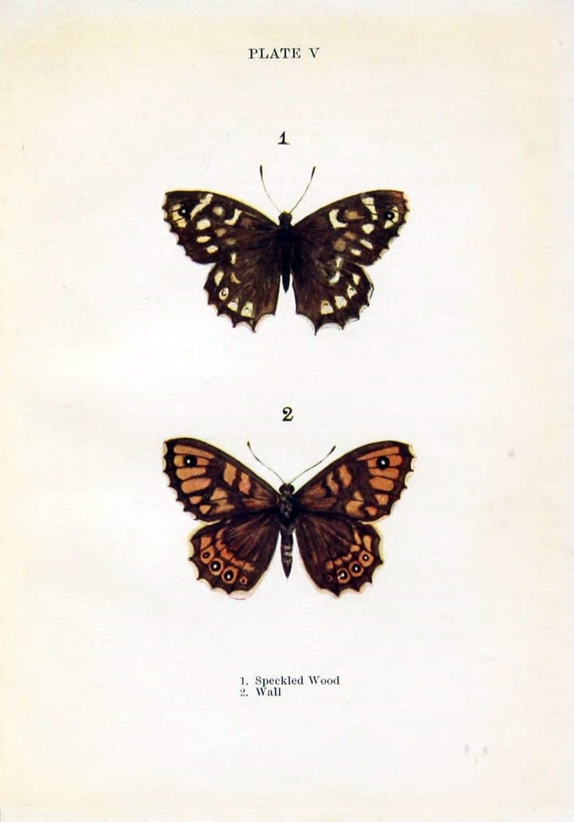 Butterflies and moths,.London & Edinburgh,T.C. & E.C. Jack[1910]. | Butterflies Moths "Cornell University Library" | Vintage Print Reproduction 457427