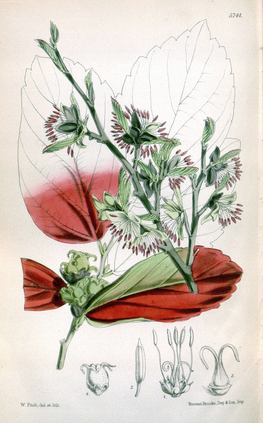 Curtis's botanical magazine. London ; New York [etc.] :Academic Press [etc.]. | "Botanical illustration" Botany Periodicals "Pictorial works" "Plants, Ornamental"  | Vintage Print Reproduction 457428