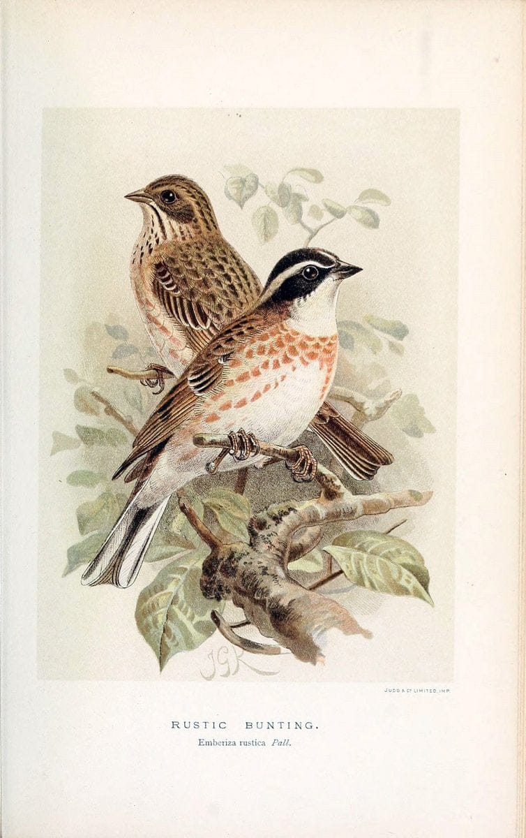 Coloured figures of the birds of the British Islands / issued by Lord Lilford. London :R | 59.82(42) Birds "Great Britain" "Pictorial works"  | Vintage Print Reproduction 457429