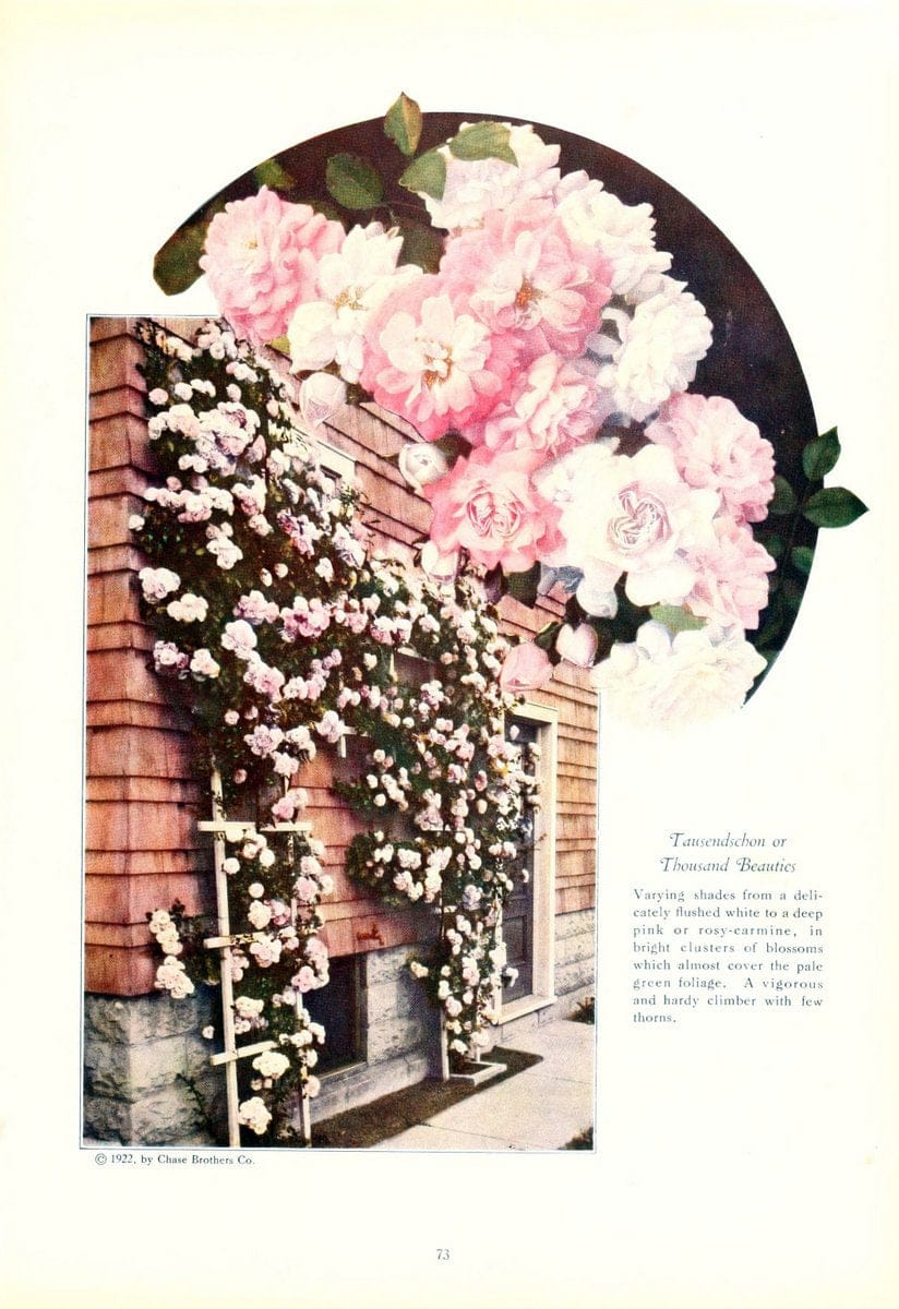 Chase fruit and flowers in natural colorsRochester, N.Y.,Chase brothers company[c1922] | Vintage Print Reproduction 457430