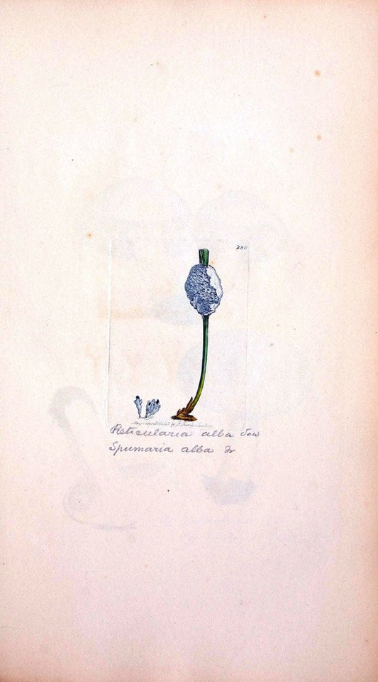 Coloured figures of English fungi or mushrooms. London,Printed by J. Davis,1797-[1809]. | England Mushrooms  | Vintage Print Reproduction 457432