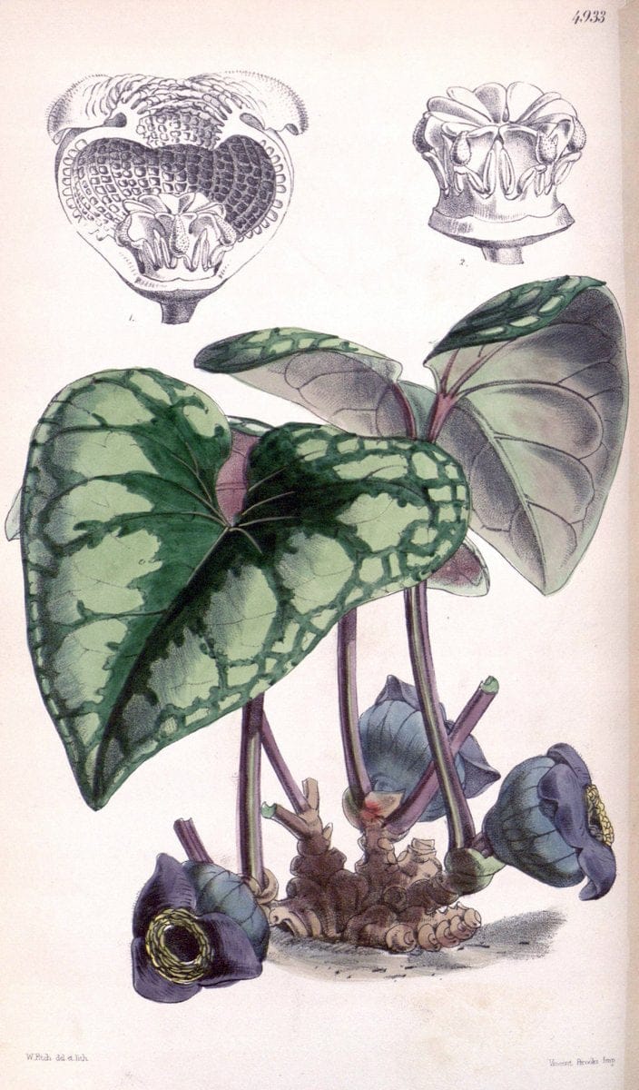 Curtis's botanical magazine. London ;New York [etc.] :Academic Press [etc.]. | Botany Periodicals "Pictorial works"  | Vintage Print Reproduction 457433