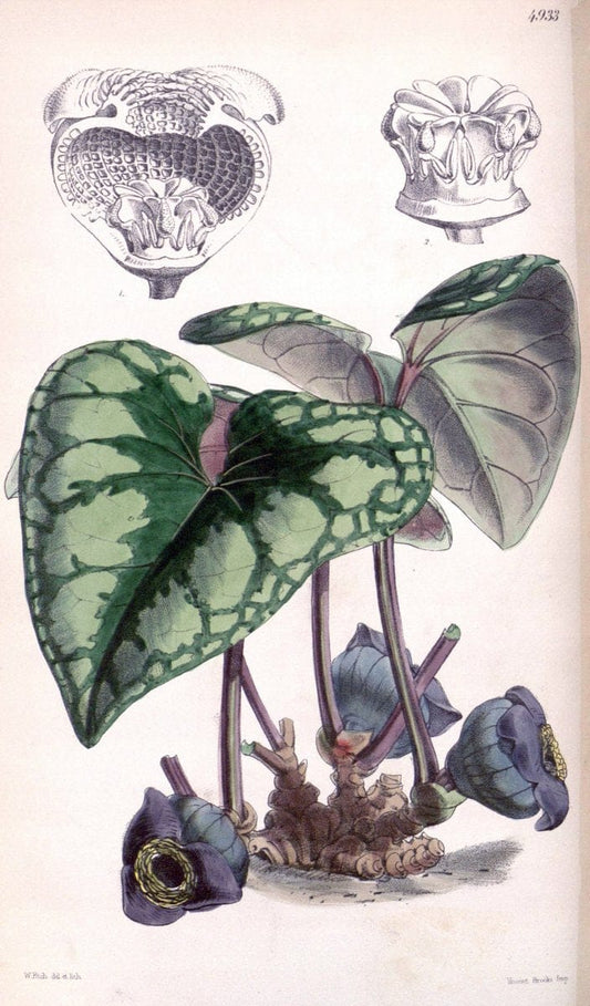 Curtis's botanical magazine. London ;New York [etc.] :Academic Press [etc.]. | Botany Periodicals "Pictorial works"  | Vintage Print Reproduction 457433