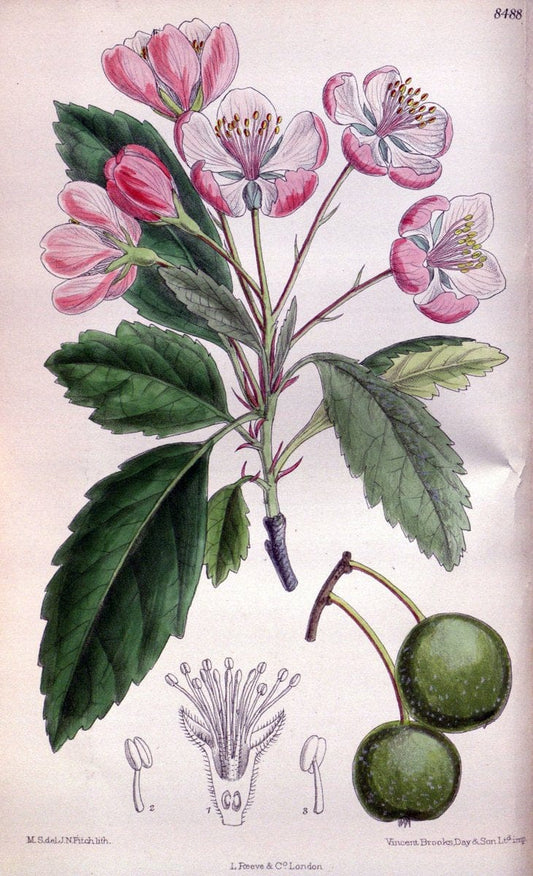 Curtis's botanical magazine. London ; New York [etc.] :Academic Press [etc.]. | "Botanical illustration" Botany Periodicals "Pictorial works" "Plants, Ornamental"  | Vintage Print Reproduction 457434