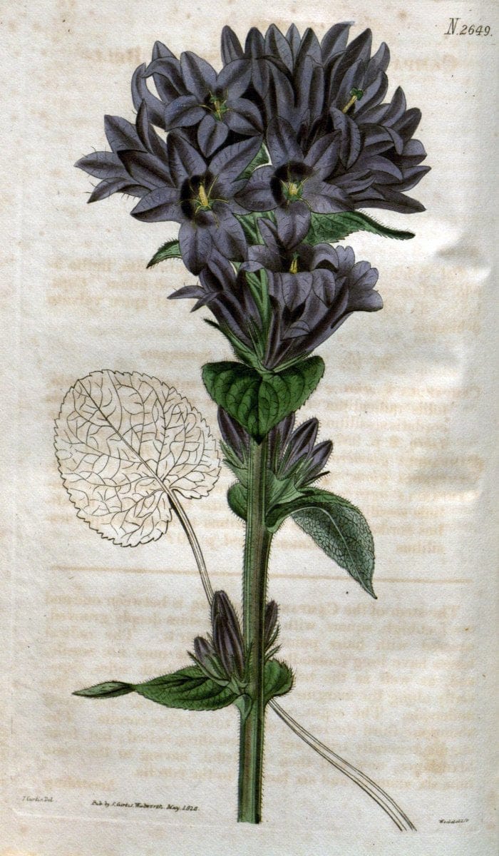 Curtis's botanical magazine. London ; New York [etc.] :Academic Press [etc.]. | "Botanical illustration" Botany Periodicals "Pictorial works" "Plants, Ornamental"  | Vintage Print Reproduction 457435