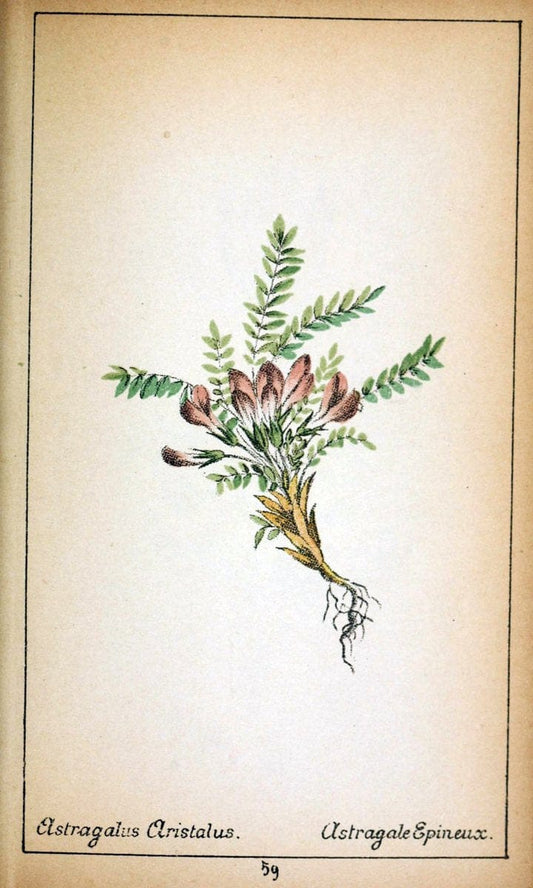 Choix de plantes de l'Europe centrale et particuliÃ¨rement de la Suisse et de la SavoieGe | Europe Central "Pictorial works" Plants "Savoy (France and Italy)" Switzerland  | Vintage Reproduction 457436