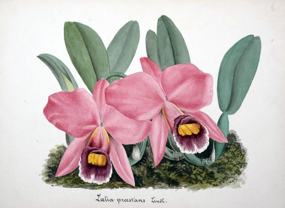 Collection d'orchideÃŒÂes.[S.l. :s.n.,18--]. | "Botanical illustration" Orchidaceae "Orchidaceae in art" "Pictorial works"  | Vintage Print Reproduction 457437