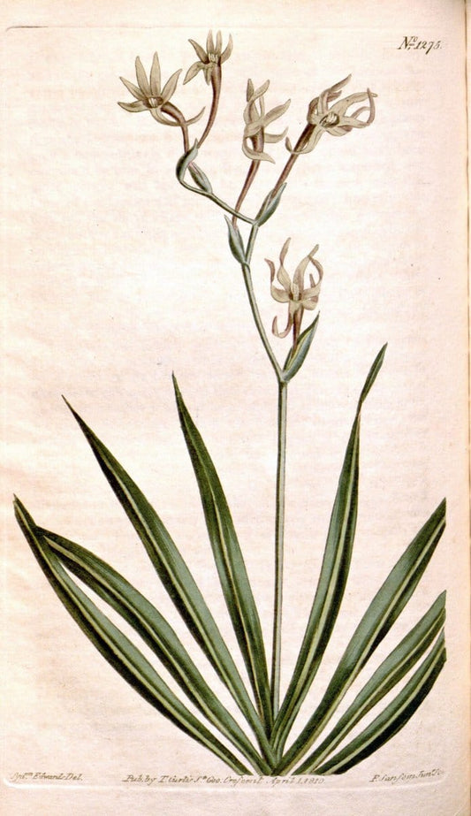 Curtis's botanical magazine. London ; New York [etc.] :Academic Press [etc.]. | "Botanical illustration" Botany Periodicals "Pictorial works" "Plants, Ornamental"  | Vintage Print Reproduction 457438
