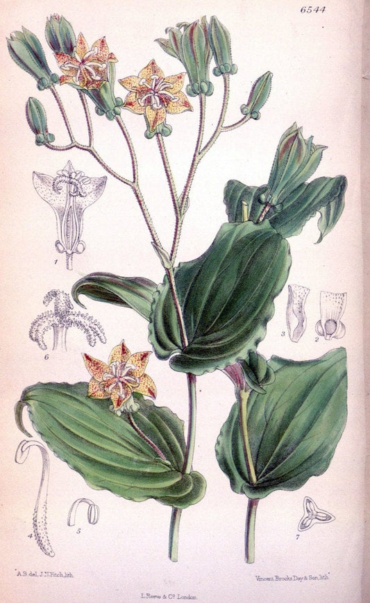 Curtis's botanical magazine. London ; New York [etc.] :Academic Press [etc.]. | "Botanical illustration" Botany Periodicals "Pictorial works" "Plants, Ornamental"  | Vintage Print Reproduction 457439