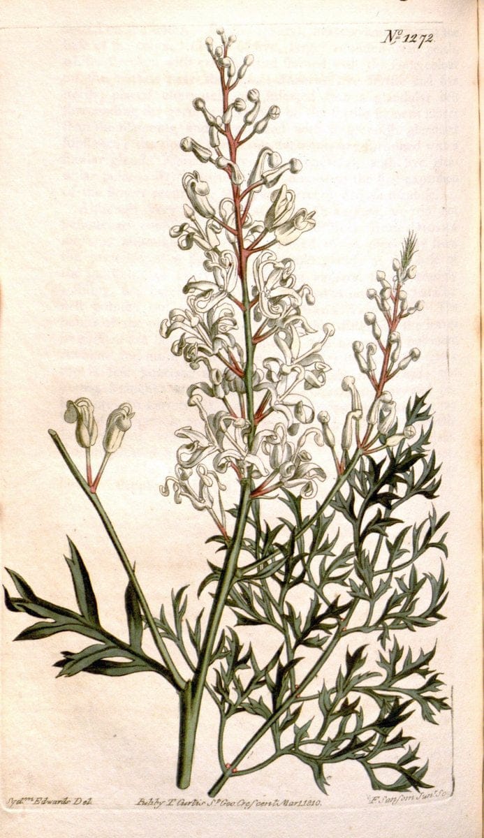 Curtis's botanical magazine. London ; New York [etc.] :Academic Press [etc.]. | "Botanical illustration" Botany Periodicals "Pictorial works" "Plants, Ornamental"  | Vintage Print Reproduction 457441