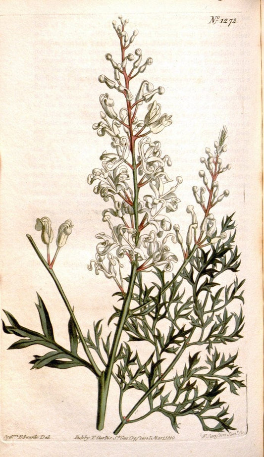 Curtis's botanical magazine. London ; New York [etc.] :Academic Press [etc.]. | "Botanical illustration" Botany Periodicals "Pictorial works" "Plants, Ornamental"  | Vintage Print Reproduction 457441