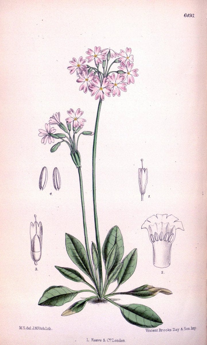 Curtis's botanical magazine. London ; New York [etc.] :Academic Press [etc.]. | "Botanical illustration" Botany Periodicals "Pictorial works" "Plants, Ornamental"  | Vintage Print Reproduction 457442