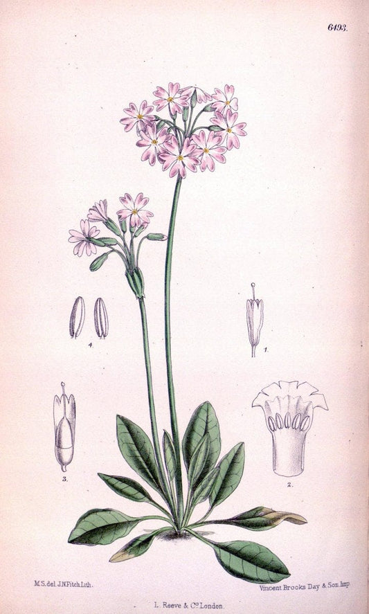 Curtis's botanical magazine. London ; New York [etc.] :Academic Press [etc.]. | "Botanical illustration" Botany Periodicals "Pictorial works" "Plants, Ornamental"  | Vintage Print Reproduction 457442