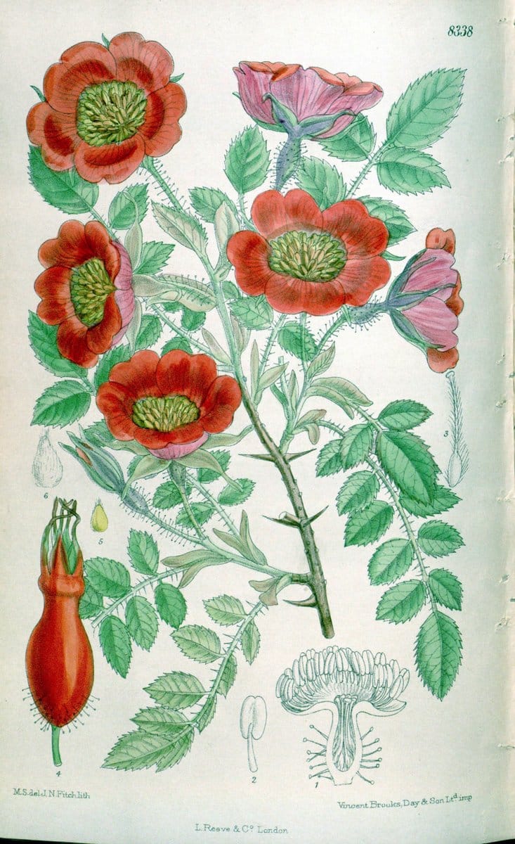 Curtis's botanical magazine. London ; New York [etc.] :Academic Press [etc.]. | "Botanical illustration" Botany Periodicals "Pictorial works" "Plants, Ornamental"  | Vintage Print Reproduction 457443