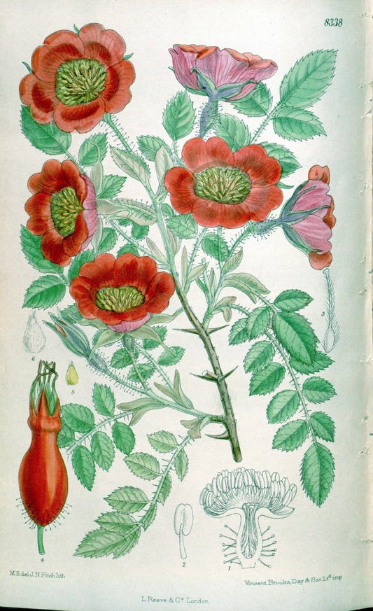 Curtis's botanical magazine. London ; New York [etc.] :Academic Press [etc.]. | "Botanical illustration" Botany Periodicals "Pictorial works" "Plants, Ornamental"  | Vintage Print Reproduction 457443