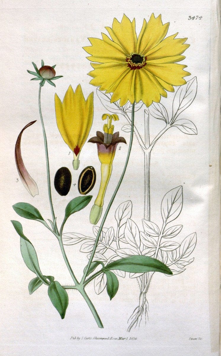 Curtis's botanical magazine. London ;New York [etc.] :Academic Press [etc.]. | Botany Periodicals "Pictorial works"  | Vintage Print Reproduction 457444