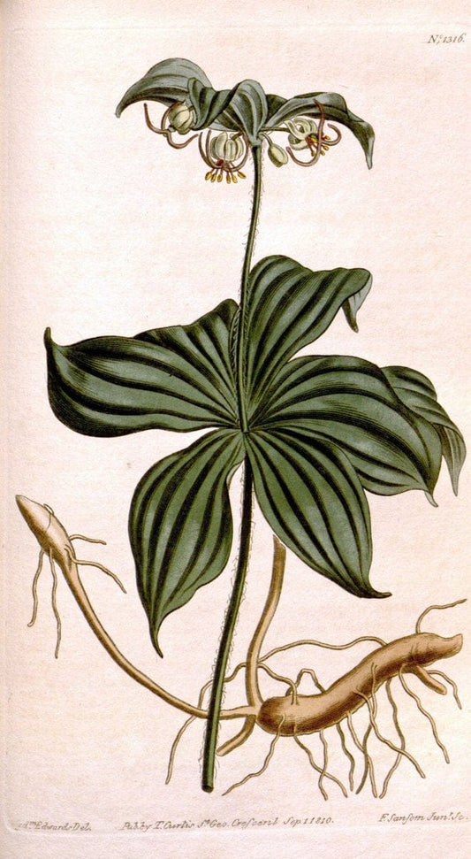 Curtis's botanical magazine. London ; New York [etc.] :Academic Press [etc.]. | "Botanical illustration" Botany Periodicals "Pictorial works" "Plants, Ornamental"  | Vintage Print Reproduction 457445