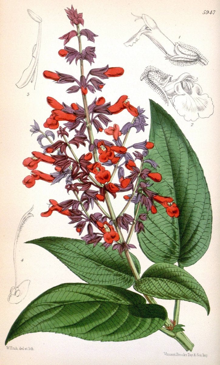 Curtis's botanical magazine. London ; New York [etc.] :Academic Press [etc.]. | "Botanical illustration" Botany Periodicals "Pictorial works" "Plants, Ornamental"  | Vintage Print Reproduction 457446