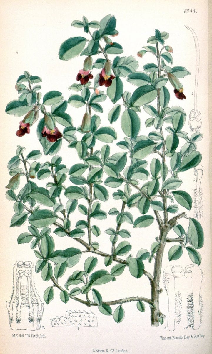 Curtis's botanical magazine. London ; New York [etc.] :Academic Press [etc.]. | "Botanical illustration" Botany Periodicals "Pictorial works" "Plants, Ornamental"  | Vintage Print Reproduction 457447