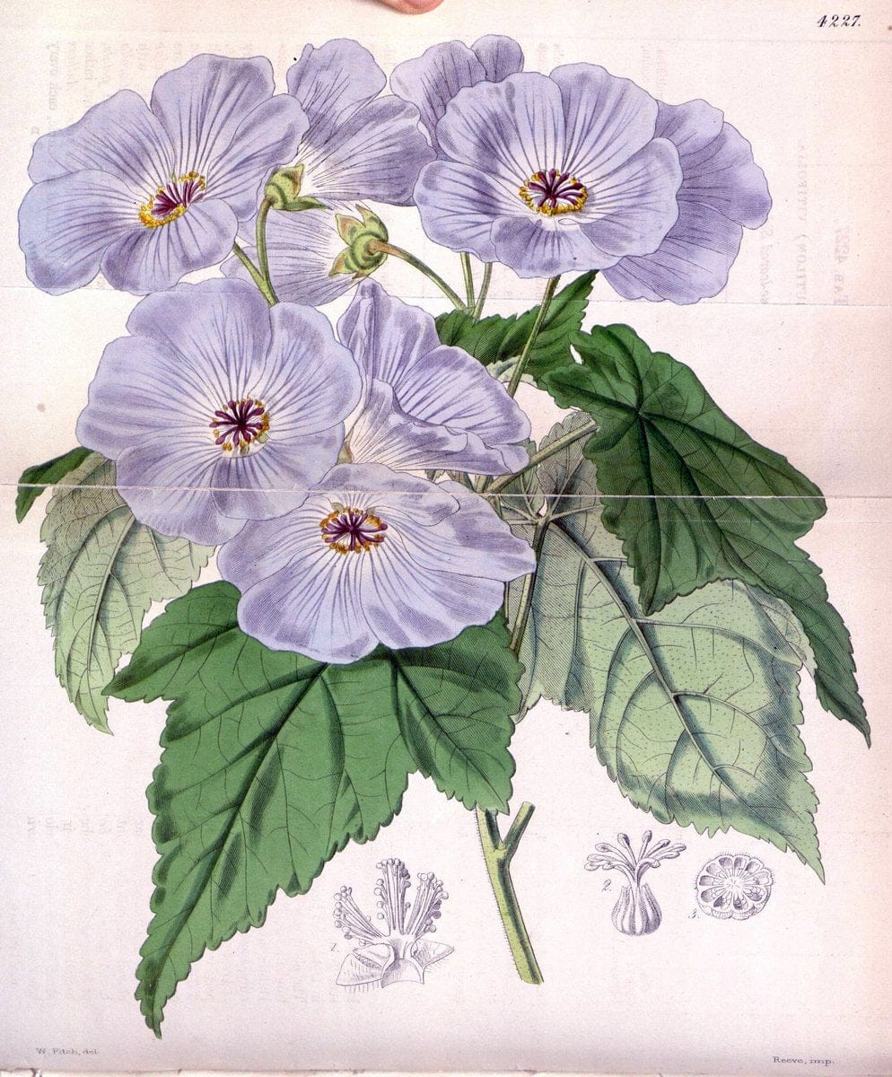 Curtis's botanical magazine. London ;New York [etc.] :Academic Press [etc.]. | Botany Periodicals "Pictorial works"  | Vintage Print Reproduction 457449