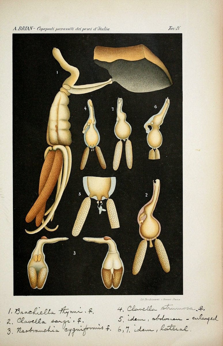 Copepodi parassiti dei pesci d'Italia (con XXI tavole).Genova,R. Istituto Sordomuti,1906.. |  | Vintage Print Reproduction 457450