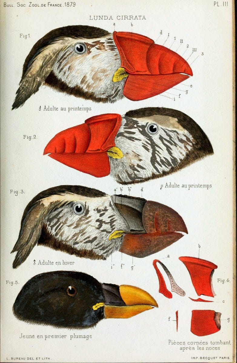 Bulletin de la SociÃ©tÃ© zoologique de France. t.4.Paris:SociÃ©tÃ© zoologique de France. |  | Vintage Print Reproduction 457451