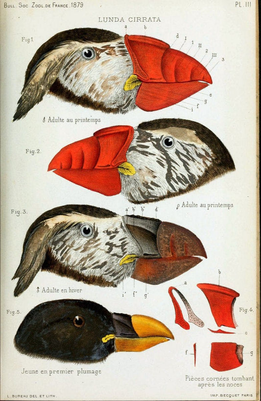 Bulletin de la SociÃ©tÃ© zoologique de France. t.4.Paris:SociÃ©tÃ© zoologique de France. |  | Vintage Print Reproduction 457451