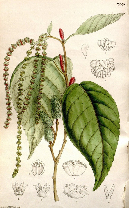 Curtis's botanical magazine. London ; New York [etc.] :Academic Press [etc.]. | "Botanical illustration" Botany Periodicals "Pictorial works" "Plants, Ornamental"  | Vintage Print Reproduction 457452