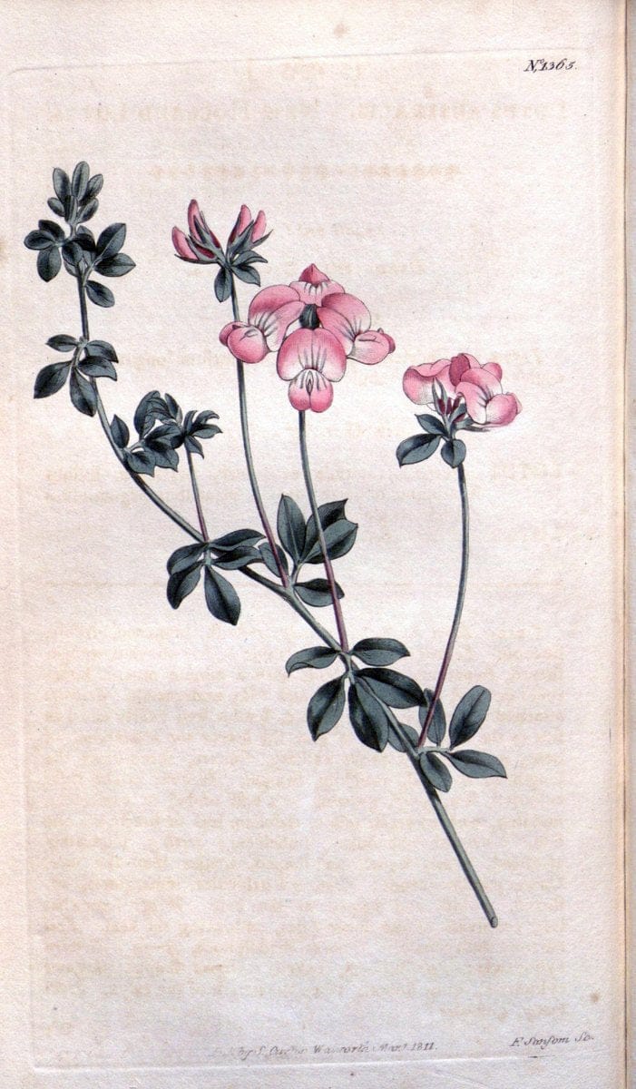 Curtis's botanical magazine. London ; New York [etc.] :Academic Press [etc.]. | "Botanical illustration" Botany Periodicals "Pictorial works" "Plants, Ornamental"  | Vintage Print Reproduction 457453