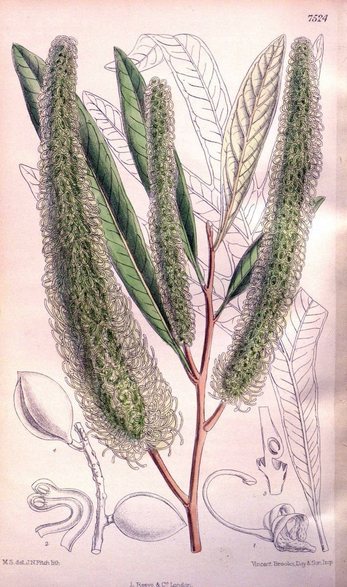 Curtis's botanical magazine. London ; New York [etc.] :Academic Press [etc.]. | "Botanical illustration" Botany Periodicals "Pictorial works" "Plants, Ornamental"  | Vintage Print Reproduction 457454