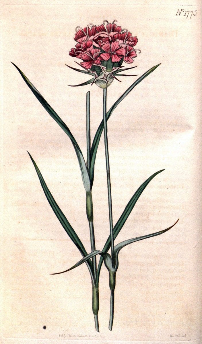 Curtis's botanical magazine. London ; New York [etc.] :Academic Press [etc.]. | "Botanical illustration" Botany Periodicals "Pictorial works" "Plants, Ornamental"  | Vintage Print Reproduction 457455