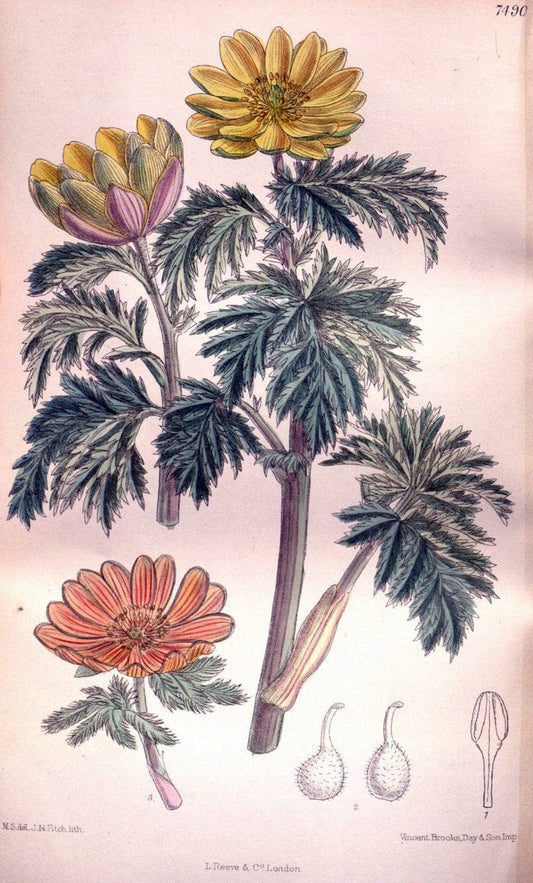 Curtis's botanical magazine. London ; New York [etc.] :Academic Press [etc.]. | "Botanical illustration" Botany Periodicals "Pictorial works" "Plants, Ornamental"  | Vintage Print Reproduction 457456