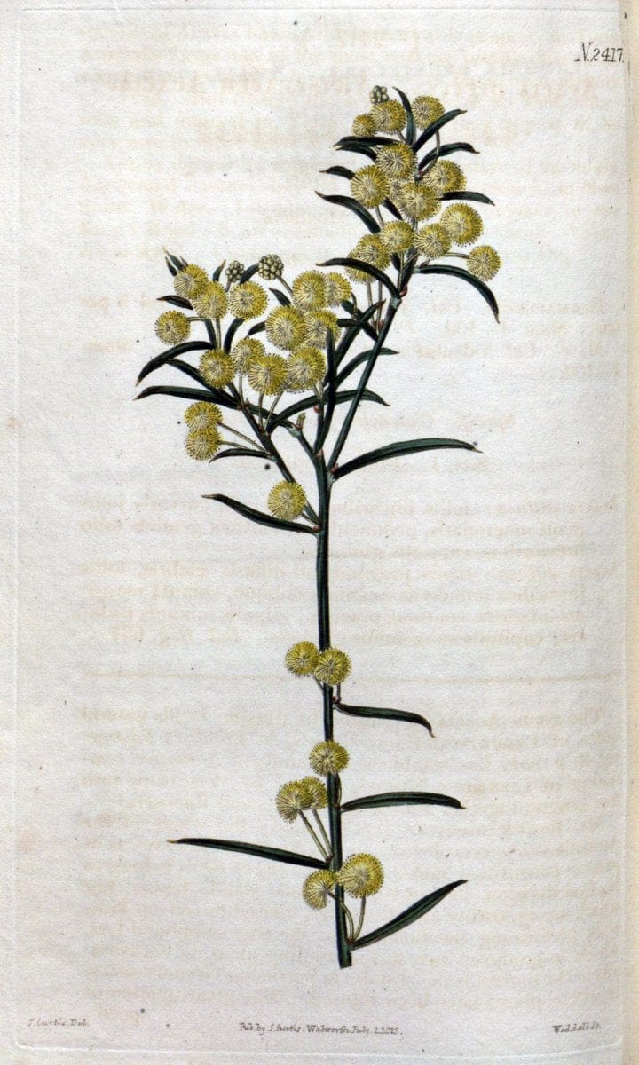 Curtis's botanical magazine. London ; New York [etc.] :Academic Press [etc.]. | "Botanical illustration" Botany Periodicals "Pictorial works" "Plants, Ornamental"  | Vintage Print Reproduction 457457